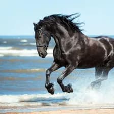 Stallion S