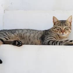 Cat Facts Scraper